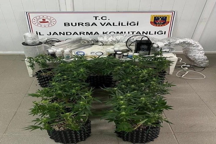 Bursa İnegöl’de evde esrar üretimine Jandarma baskını