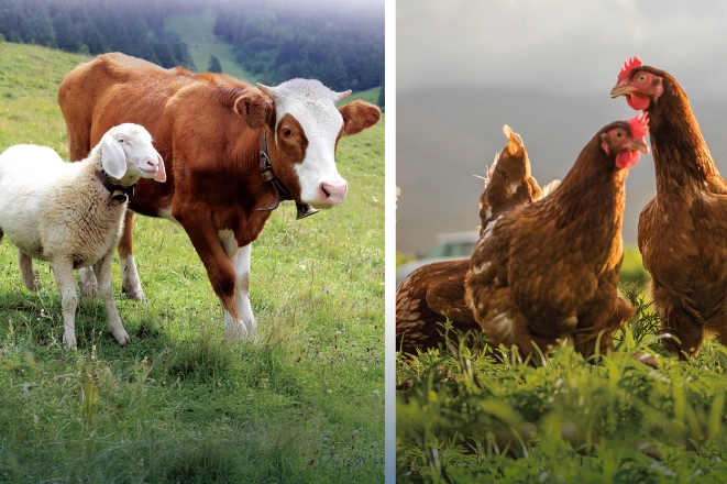 Hayvansal üretimde yükseliş… Sığırdan bala kadar artış var