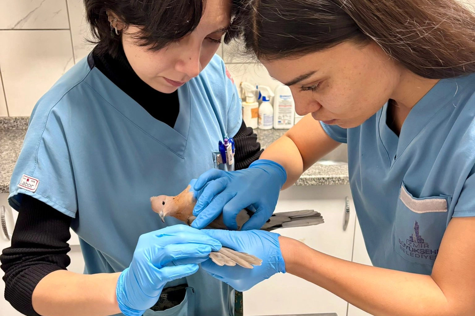 İzmir’de umudu büyüten görüntüler… Yaralı güvercin şifa buldu