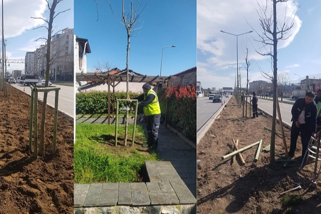 Bursa’nın 700 yıllık mirası 700 çınarla kök salıyor