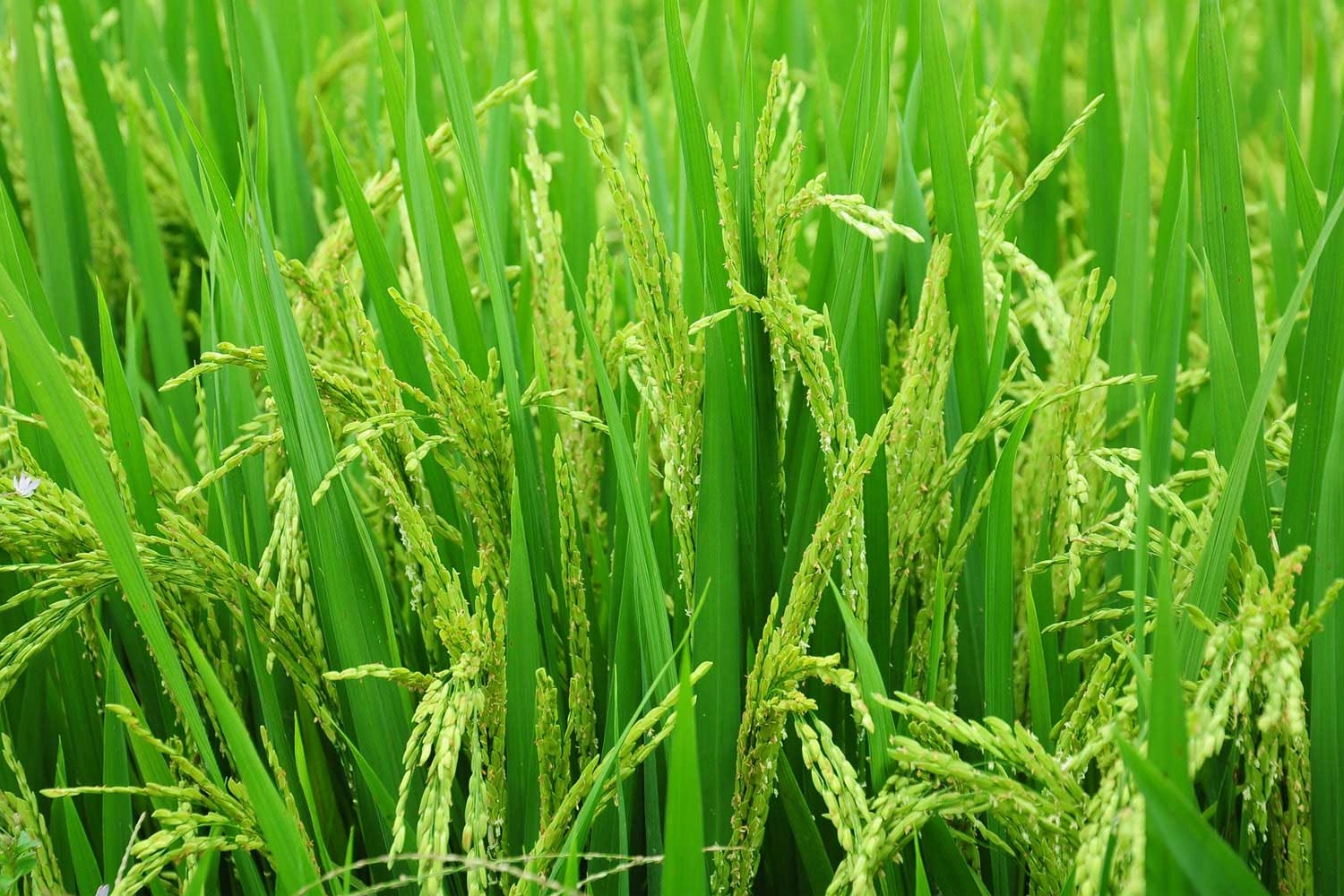 Edirne’de 2026 çeltik ekim başvuruları başladı