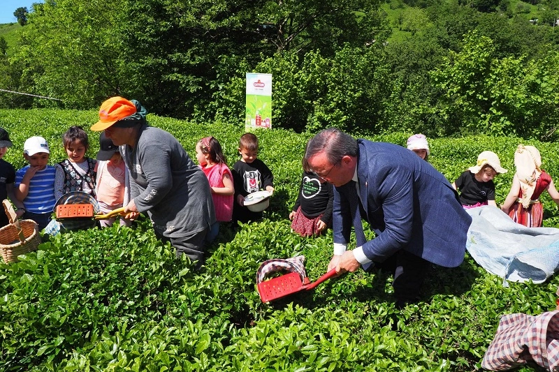 Çay İşletmeleri’ne personel atamalarında 40 yaş şartı aranmayacak