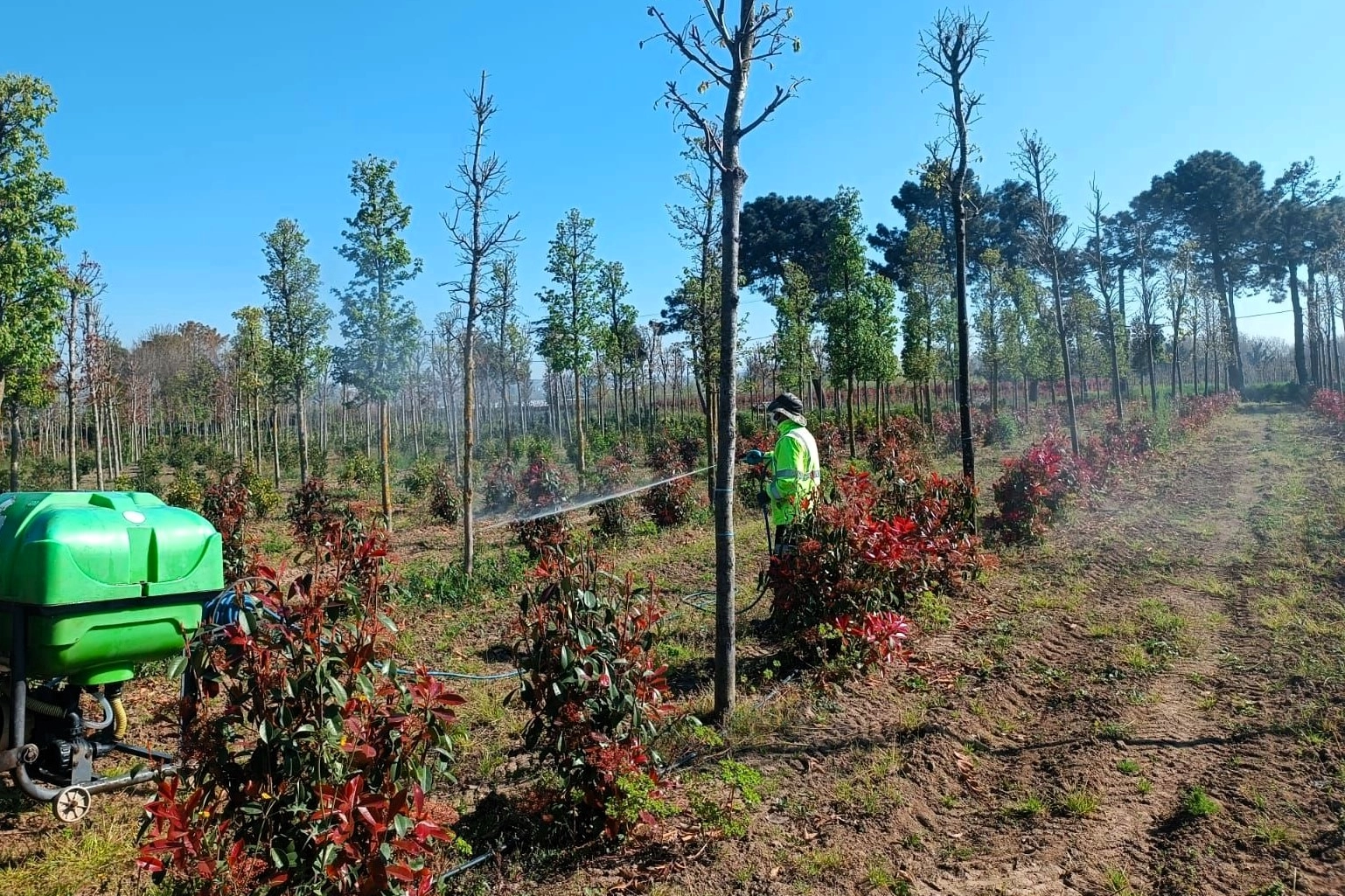 Kocaeli’de fidanlara koruyucu müdahale