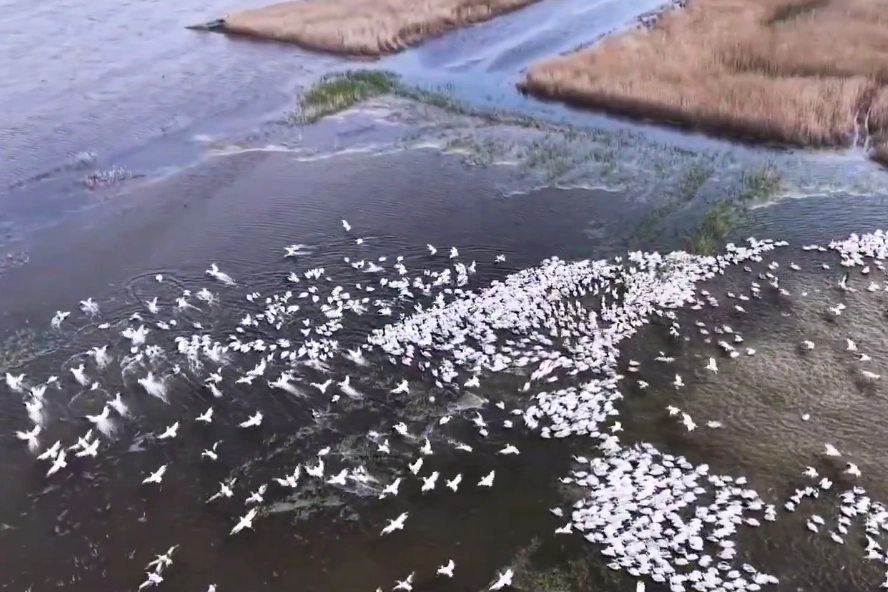 Kuşcenneti’nde görsel şölen… Yüzlerce Tepeli Pelikan aynı anda suya indi