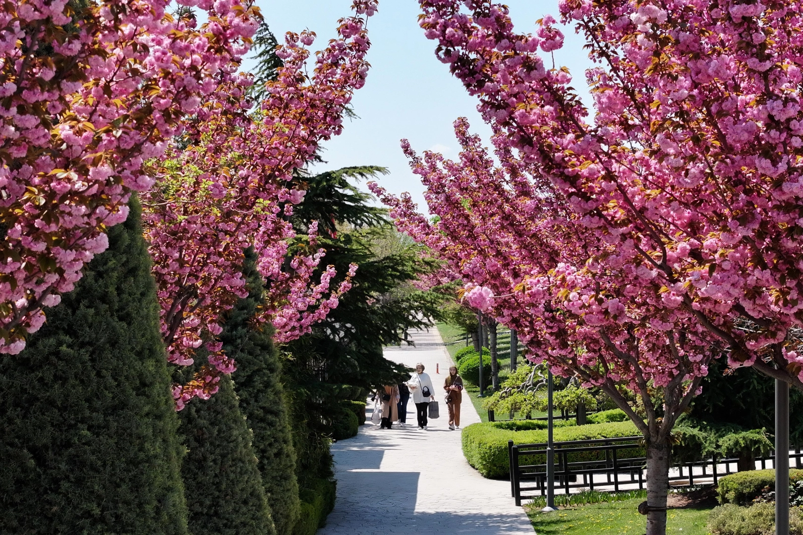 Bu manzara için Japonya’ya gitmenize gerek yok! Konya’da Sakura mevsimi başladı