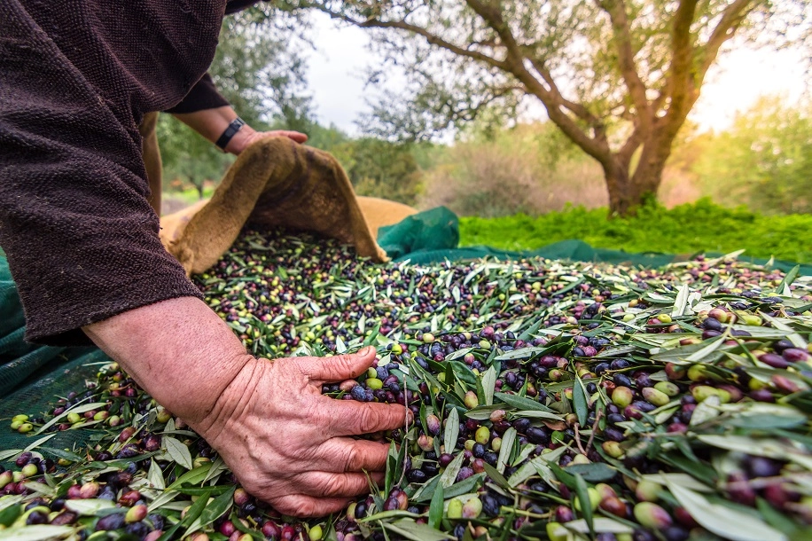 İzmir’de Uluslararası Zeytin Zirvesi… 13 ülkeden uzmanlar buluşuyor