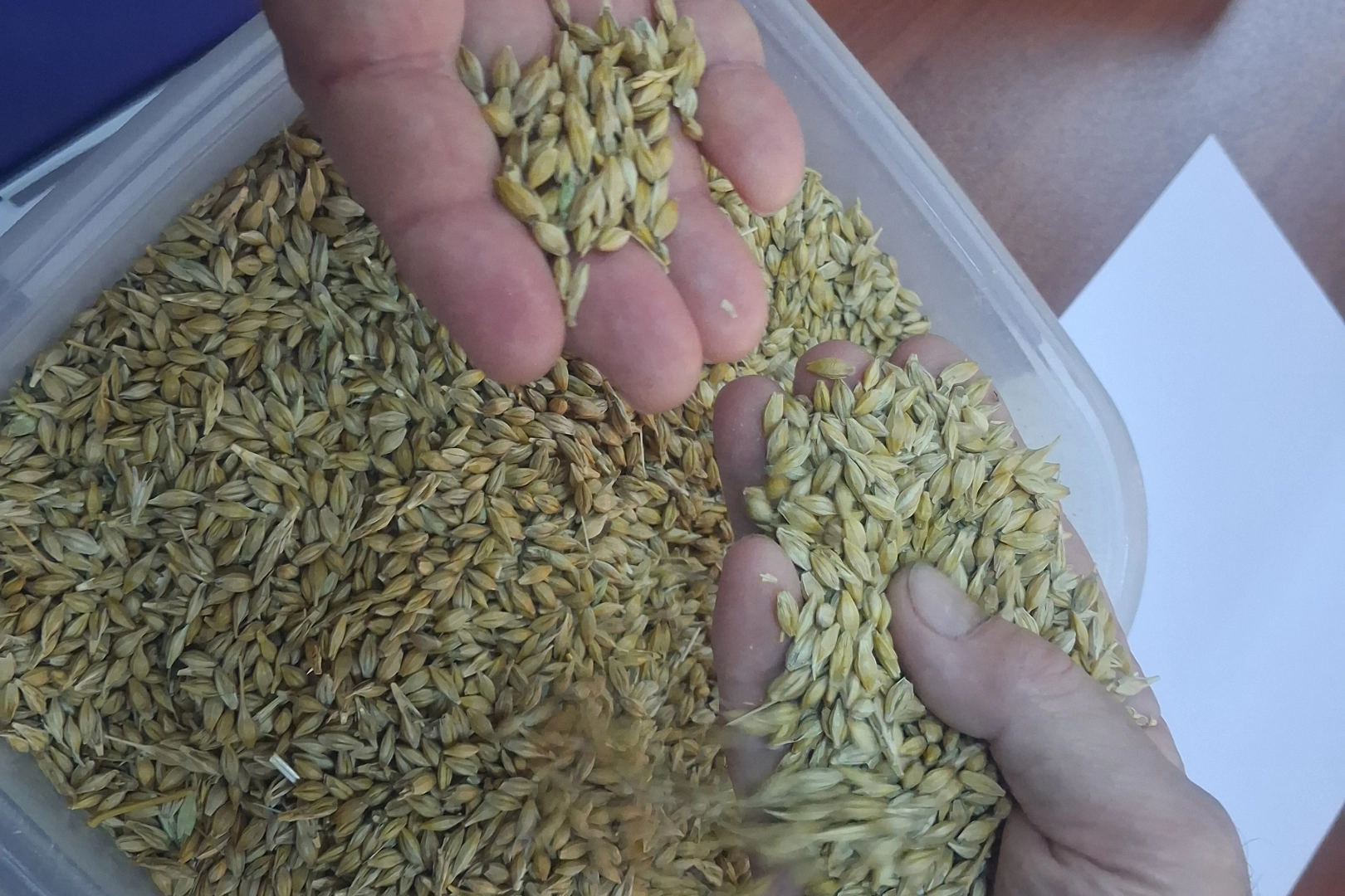 Keşan’da ilk arpa hasadı satıldı… İlk ürün 17,50 TL’den satıldı