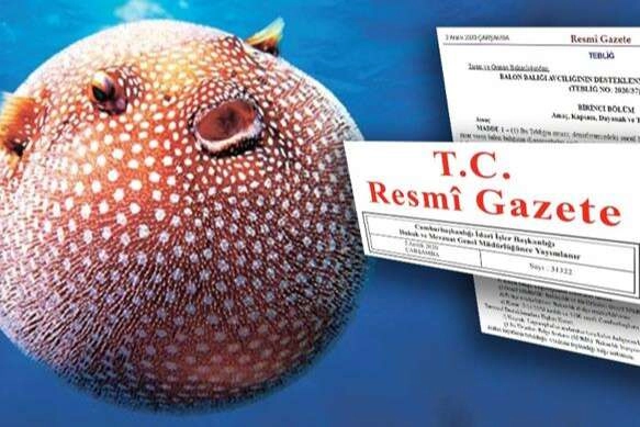 Balon Balığı avcılığı destekleri artırıldı… Zehirli türe destek 35 TL’ye yükseltildi