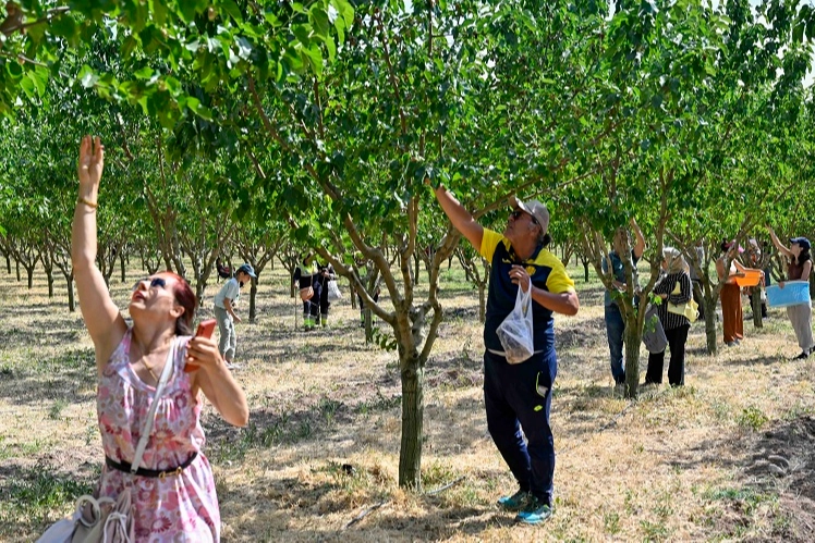 Başkentliler Ata Çiftliği’nde hasat yaptı