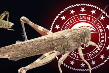Bakanlıktan ‘çekirge istilası’ açıklaması… Ekonomik zarar oluşturan popülasyon yok