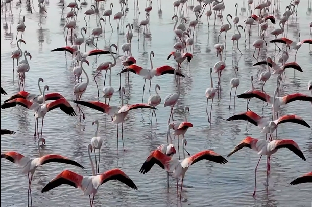 Tuz Gölü’nde flamingo sevinci