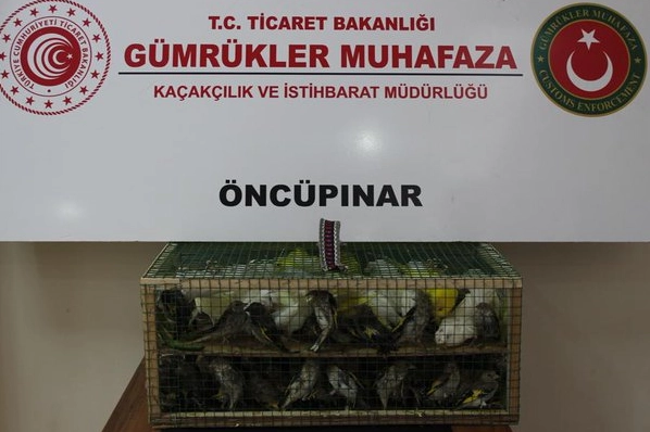 Gümrük Muhafaza’dan kaçakçılığa darbe! 2026’da 58 bin 519 canlı hayvan kurtarıldı