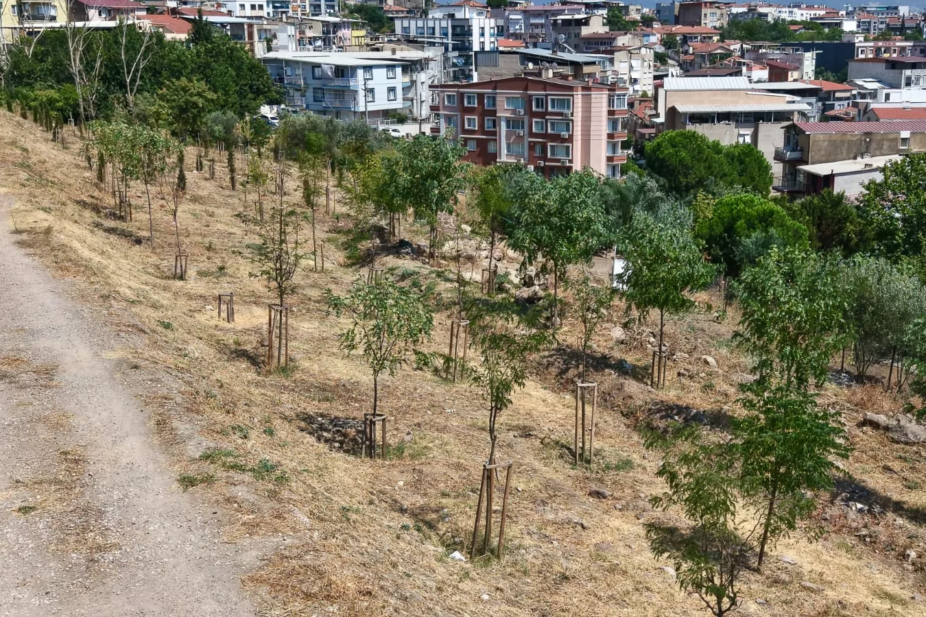 İzmir’in kıraç topraklarında yeşil dönüşüm